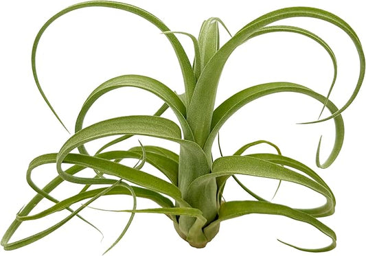 Live Air Plants - Tillandsia Curly Slim Jumbo β 1 Count 5-9 inches β Ideal for Gifts & Presents, Live Indoor Plants & Live House-Plants β Live Plants for Home dΓ©cor, 30 Day Guarantee