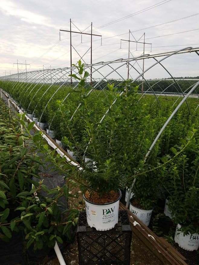 Proven Winners - Forsythia x Show Off (Forsythia) Shrub, yellow flowers, #3 - Size Container