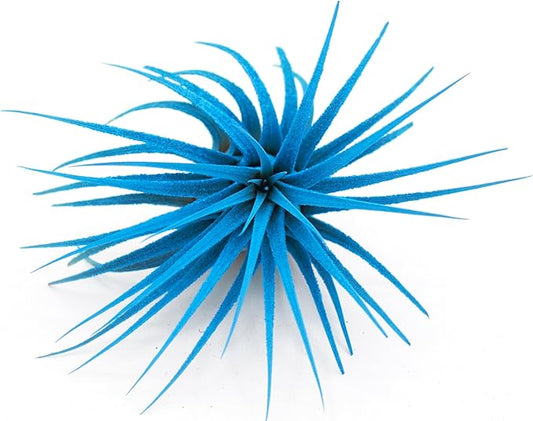 Live Extra Large Tillandsia Ionantha Guatemala Colorful Air Plant 3+ inch Enhanced Color Easy Care Indoor Outdoor Home Decor Gift Airplant by Awesome Industries (Light Blue XL)