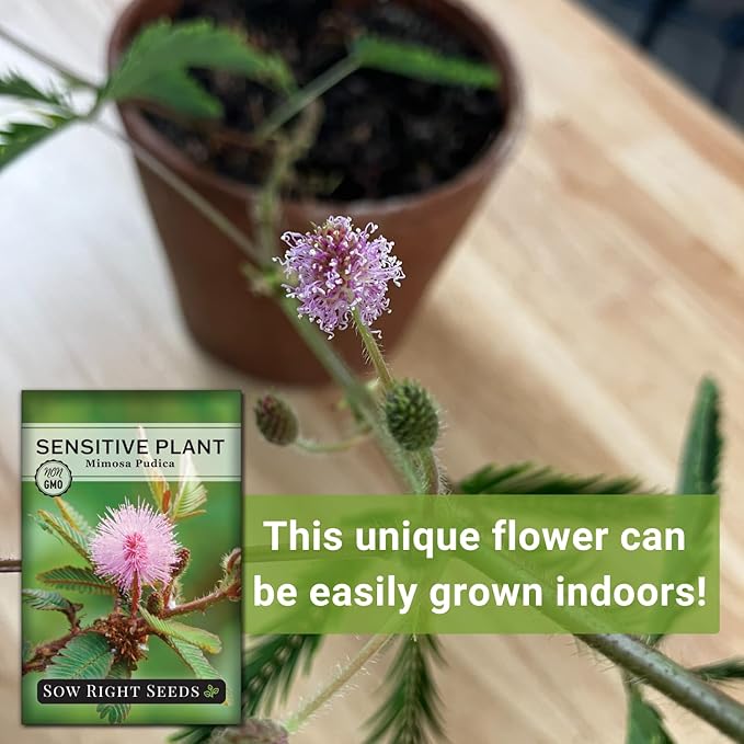 Sow Right Seeds - Sensitive Plant Mimosa Pudica Seeds for Planting - Non-GMO Heirloom Easy to Grow Touch-Me-Not - Unique Blooms - Grow Indoor or Outdoor - Great for Kids - Fun Interactive Flower (1)