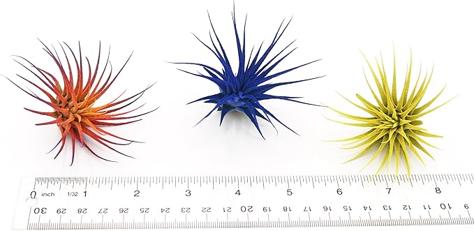 Dyed Tillandsia Ionantha Guatemala Enhanced Colored Colorful Air Plant Live Easy Care Indoor Outdoor Home Decor Gift Airplant by Awesome Industries Live Arrival Guaranteed (Black)