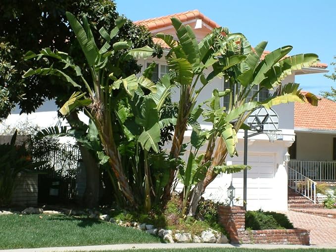 Bird of Paradise - White - Strelitzia Nicholai. (2 White BoP in Cup)