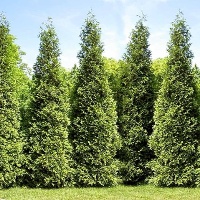Brighter Blooms - Junior Giant Thuja Tree, 1-2 ft. - No Shipping to AZ
