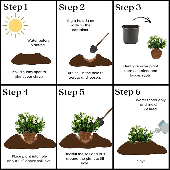 Shrub Frostproof Gardenia 2.5 Qt, White Blooms