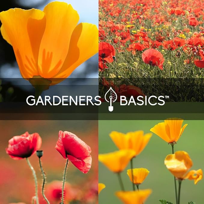Poppy Seeds for Planting Outdoors Flower Seeds (4 Variety Pack) Poppies Iceland, California, California Mikado and Red Corn Varieties for Bees, Pollinators Wildflower Seed by Gardeners Basics