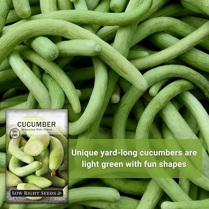Sow Right Seeds - Armenian Pale Green Cucumber Seeds for Planting - Non-GMO Heirloom Packet with Instructions to Plant and Grow a Home Vegetable Garden - Yard Long Variety for Outdoors (2)