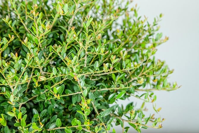 Perfect Plants Schilling Holly Live Plant, 1 Gallon, Includes Care Guide