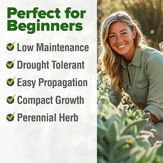 HOME GROWN White Sage Seeds 646 Pack π‘π’π‘-ππ π’, π¨π¦π-π¦π’π¨π₯πππ Heirloom Seeds - Grow Aromatic Sage Plants for Your Herb Seeds Garden with Sage for Planting Outdoor or Indoor (Salvia apiana)