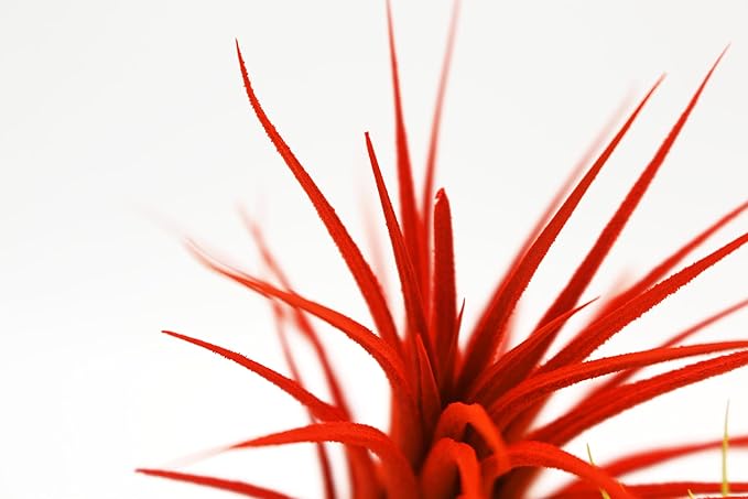 Live Extra Large Tillandsia Ionantha Guatemala Colorful Air Plant 3+ inch Enhanced Color Easy Care Indoor Outdoor Home Decor Gift Airplant by Awesome Industries (Orange XL)