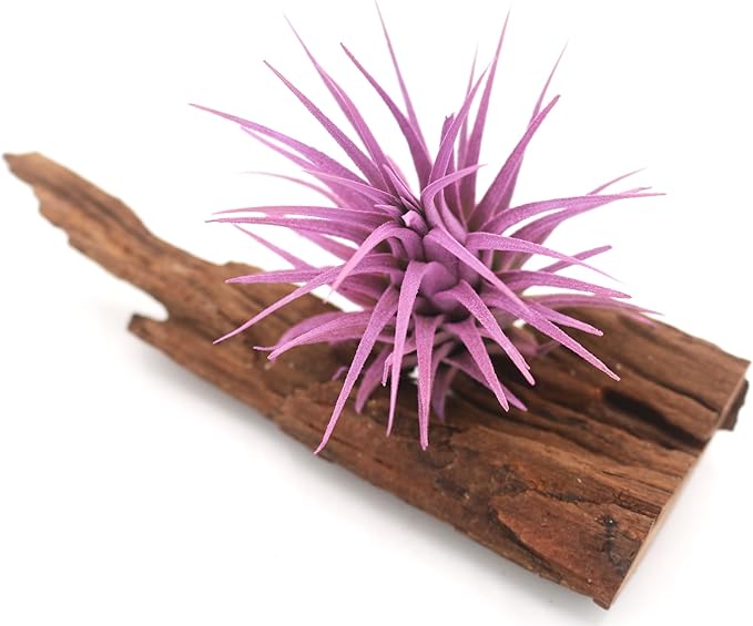 Live Extra Large Tillandsia Ionantha Guatemala Colorful Air Plant 3+ inch Enhanced Color Easy Care Indoor Outdoor Home Decor Gift Airplant by Awesome Industries (Lavender XL)
