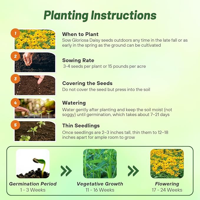 Outsidepride Indian Summer Gloriosa Daisy Seeds – 200 Pcs Perennial Rapid Growing, Heat & Drought Tolerant Rudbeckia Hirta Daisy Flower Seeds for Vibrant Meadows & Garden Borders (AAS Winner)