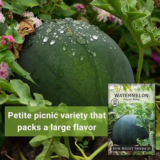 Sow Right Seeds - Sugar Baby Watermelon Seed for Planting - Non-GMO Heirloom Packet with Instructions to Plant a Home Vegetable Garden - Medium Sized with Dark Rind and Super Sweet Flesh (1)