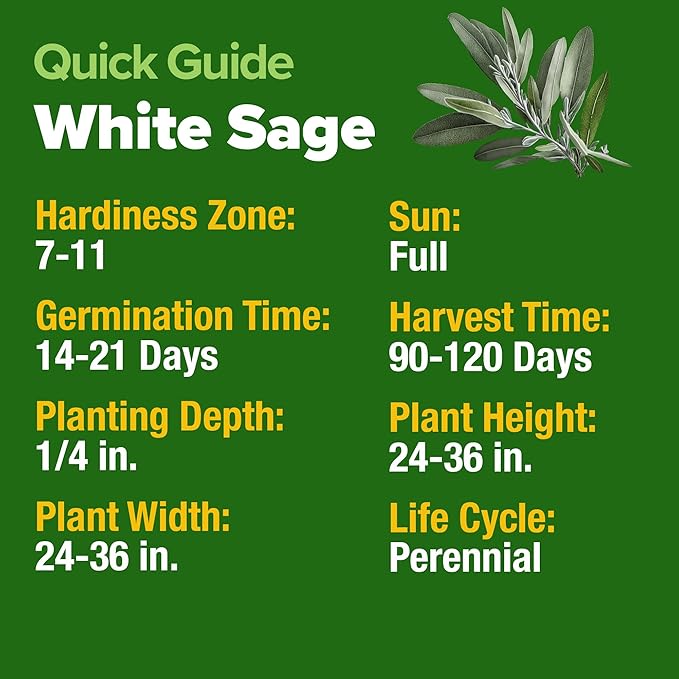 HOME GROWN π¨π¦π π£π₯ππ ππ¨π  White Sage Seeds 323 Pack π‘π’π‘-ππ π’ Heirloom Seeds - Grow Aromatic Sage Plants for Your Herb Seeds Garden with Sage for Planting Outdoor or Indoor (Salvia apiana)