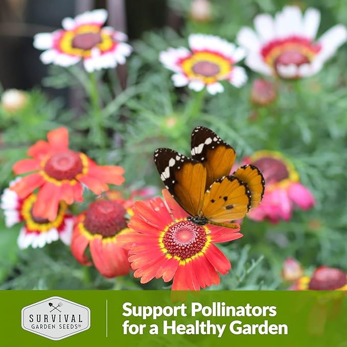 1 Pack Painted Daisy Seeds for Planting with Instructions to Grow Colorful Perennial Wildflowers in Your Home Flower Garden - Non-GMO Heirloom Pyrethrum Daisy Seeds - Survival Garden Seeds