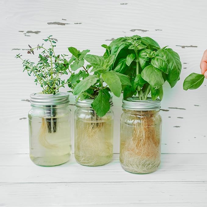 15,000+ Herb Seeds for Planting, 13 Varieties Heirloom Culinary Herb Seeds Gift Pack, Non-GMO Herb Seed Garden Kit for Indoor Outdoor Growing, Home Hydroponic Fresh Food Herb Supply