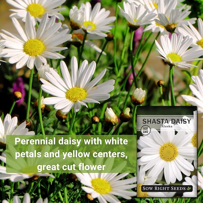 Sow Right Seeds - Shasta Daisy Flower Seeds for Planting - Non-GMO Heirloom Packet with Instructions - Attract Butterflies and Excellent for Cutting - White Blossom with Yellow Centers (2)