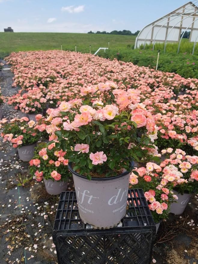 Drift Roses - Rosa Peach Drift (Rose) Rose, double peach flowers, #2 - Size Container