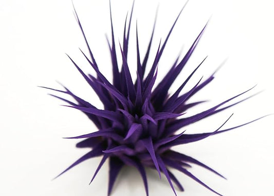 Live Extra Large Tillandsia Ionantha Guatemala Colorful Air Plant 3+ inch Enhanced Color Easy Care Indoor Outdoor Home Decor Gift Airplant by Awesome Industries (Purple XL)