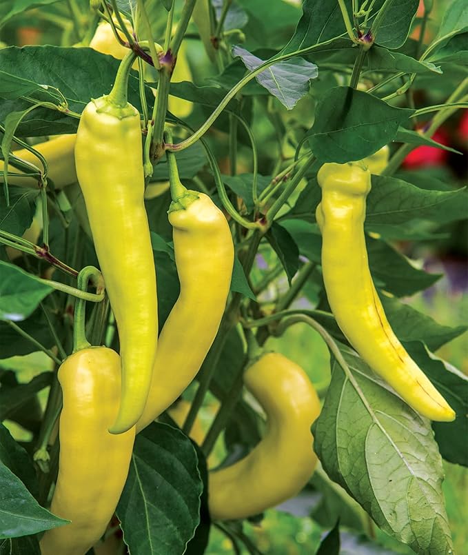 Burpee Blazing Banana Hot Pepper Seeds 25 seeds
