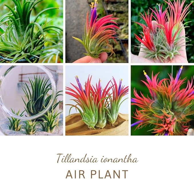 Air Plants Live, 10 Red Tillandsia Air Plants Live Houseplants for Growing Indoors Outdoors, 2 to 3 Inches Tall, Tillandsia Plants Live, Live Air Plants