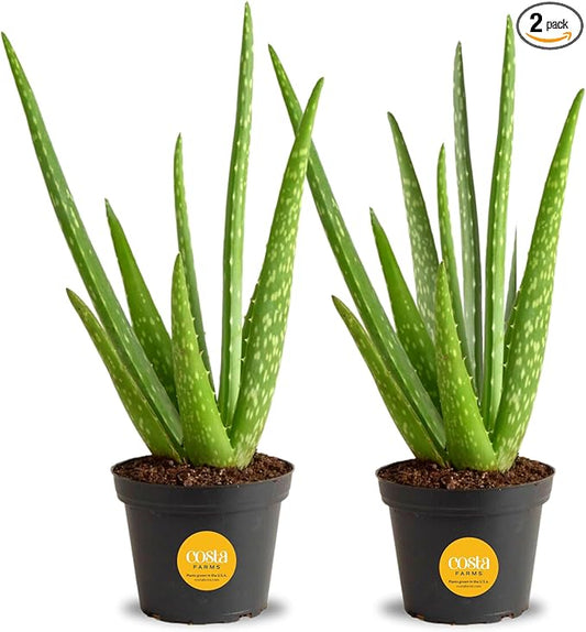 Costa Farms Aloe Vera (2 Pack), Live Succulent Plants, Easy to Grow Indoor Houseplants in Plant Pot, Air Purifiers in Potting Soil, Room, Home, and Office Décor, Housewarming Gift, 12-Inches Tall