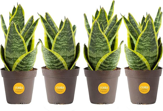 Costa Farms Snake Plant (4-Pack), Live Indoor and Outdoor Sansevieria Plants, Easy Care Live Succulent Houseplants Potted in Nursery Pots, Potting Soil, Porch, Office and Home Decor, 8-Inches Tall
