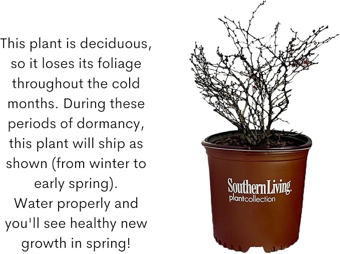 2 Gallon Southern Living Barberry Orange Rocket Shrub