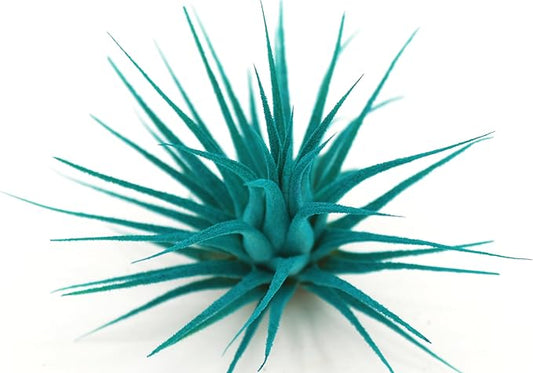 Live Extra Large Tillandsia Ionantha Guatemala Enhanced Colored Colorful Air Plant 3+ inch Easy Care Indoor Outdoor Home Decor Gift Airplant Awesome Industries Live Arrival Guaranteed (Teal XL)