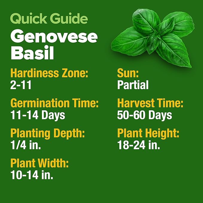 HOME GROWN Genovese Basil Seeds 2 Pack - 3500 π‘π’π‘-ππ π’ π¨π¦π Heirloom Basil Seeds for Planting (Ocimum basilicum) - Herb Seeds for Indoor & Outdoor Gardening - Grow for Culinary Use