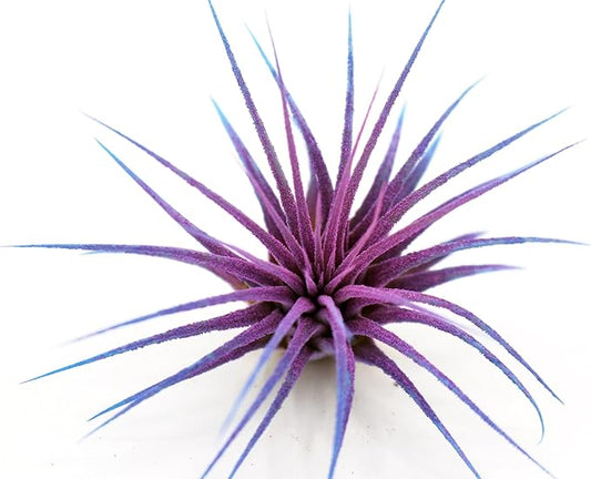 Live Extra Large Tillandsia Ionantha Guatemala Enhanced Colored Colorful Air Plant 3+ inch Easy Care Indoor Outdoor Home Decor Gift Airplant Awesome Industries Live Arrival Guaranteed (Twilight XL)