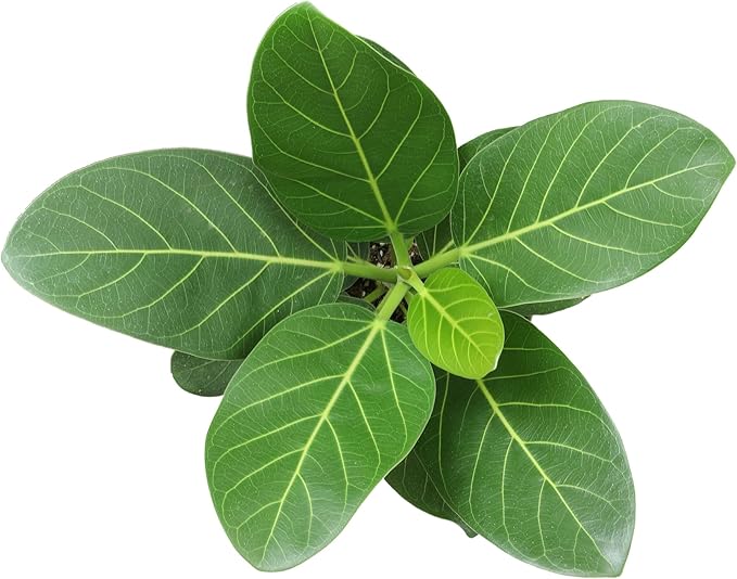 Audrey Ficus Tree Live Plant (Approx. 16" Tall) in 6 Inch Pot, Air Purifying Plant, Easy Plant Decor, Ficus Audrey Plant Live Indoor Plant, House Plant, Desk Plant & Office Plant by Plants for Pets