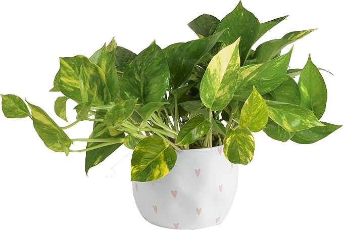 Costa Farms Live Pothos Plant, Easy to Grow Vining Houseplant in Cute Décor Planter, Housewarming Gift, Room Decor, 10-12 Inches Tall | Valentines Day Gift | Valentines Day Decoration