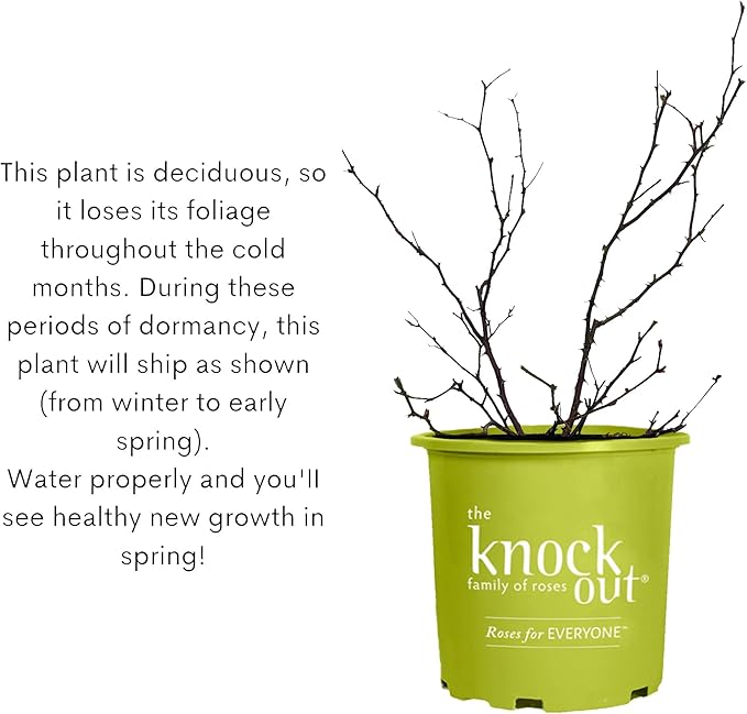 Knockout ' Double Rose, 1 Gallon, Cherry Red