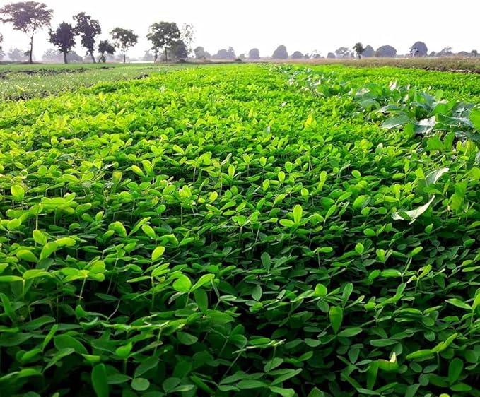 Outsidepride Annual Berseem Clover Seeds for Lawn - 10 lbs. High-Yield, Fast-Growing Clover Cover Crop Seeds for Food Plots, Cattle Forage & Nitrogen-Rich – Ideal for Pastures & Soil Improvement