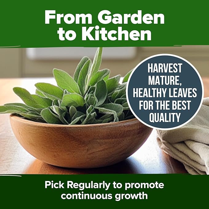 HOME GROWN π¨π¦π π£π₯ππ ππ¨π  White Sage Seeds 323 Pack π‘π’π‘-ππ π’ Heirloom Seeds - Grow Aromatic Sage Plants for Your Herb Seeds Garden with Sage for Planting Outdoor or Indoor (Salvia apiana)