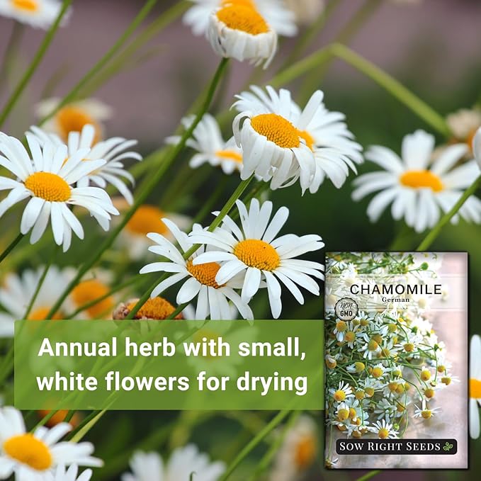 Sow Right Seeds - German Chamomile Seeds for Planting - Non-GMO Heirloom Packet with Instructions to Grow Herbal Tea - Medicinal & Aromatic Flower, Home Remedies - Small Daisy-Like Blooms (1)