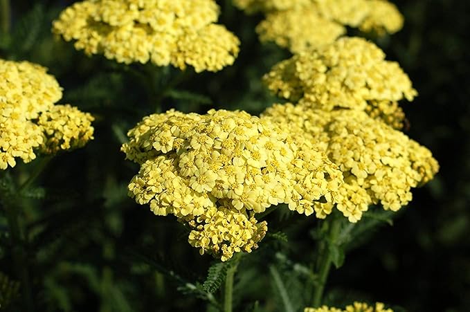 Achillea 'Sunny Seduction' (Yarrow) Perennial, yellow flowers, #2 - Size Container