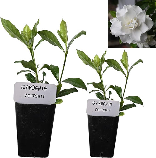 Gardenia Veitchii - Everblooming - Gardenia Jasminoides. Fragrant Evergreen Shrub with Glossy Foliage and Pure White Blooms, Perfect for Pots, Borders, or Gardens (2 Gardenia Veitchii Plants in Cup)