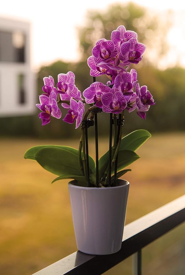 Pine Bark Nugget Fines | 2qt | ΒΌβ Particle Size | Great for Bonsai, Succulents, Cactus, Orchids| The Bonsai Supply