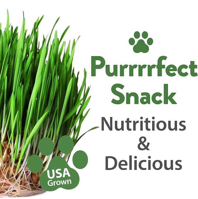 HOME GROWN 30,000+Cat Grass Seeds (6oz) π‘π’π‘-ππ π’ π¨π¦π Heirloom Barley & Oat Mix β Refill for Indoor Cat Grass Growing Kit β Safe Healthy Green Grass for Cats β Pet Grass for Eating & Digestion