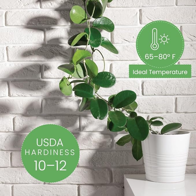 American Plant Exchange Live Assorted Hoya Plants, Plant Pots with Colorful Flowers for Home and Garden Decor, 6" Pot, Pack of 2