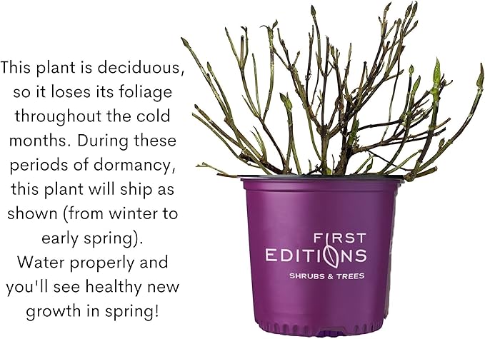 3 Gallon First Editions Hydrangea Vanilla Strawberry Shrub