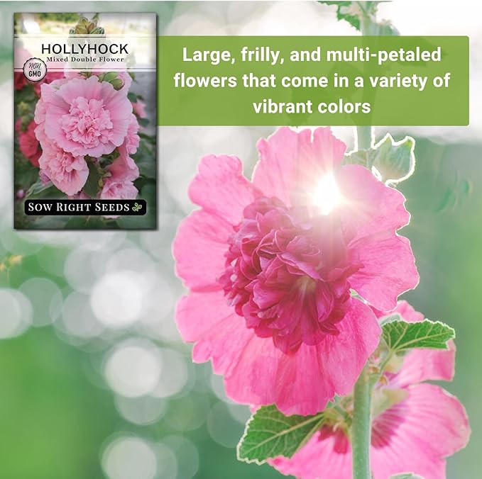 Sow Right Seeds - Double Flower Mixed Hollyhock Seeds for Planting - Non-GMO Heirloom Packet with Instructions to Plant an Outdoor Cottage Garden - Tall Ruffled Mix of Pink, Yellow, Red & White (1)