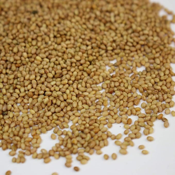 Crimson Clover Seeds (Coated) - 1 oz - Garden Cover Crop, Non-GMO, Open Pollinated, Perennial, Heirloom - Coated for Easy Planting