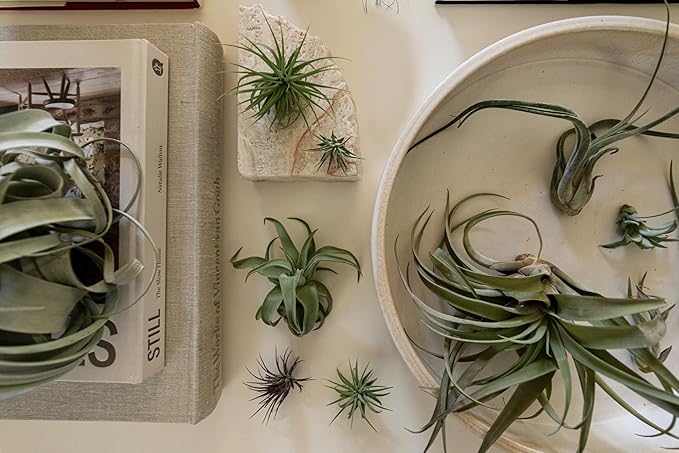 Air Plants Bulk - Tillandsia Variety Wholesale Pack, Regular 1-3" - 50ct - Live Arrival Guaranteed - House Plants for Home Decor & Gift