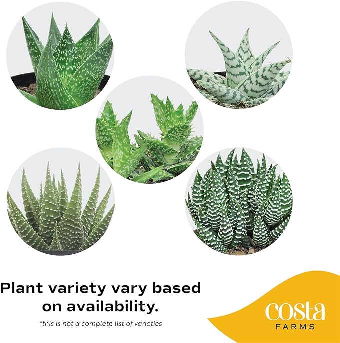 Costa Farms Haworthia Succulent, Easy to Grow Live Plant in Indoor Houseplant Pot, Potting Soil, 4-Inches Tall| Valentines Day Gift | Valentines Day Decoration