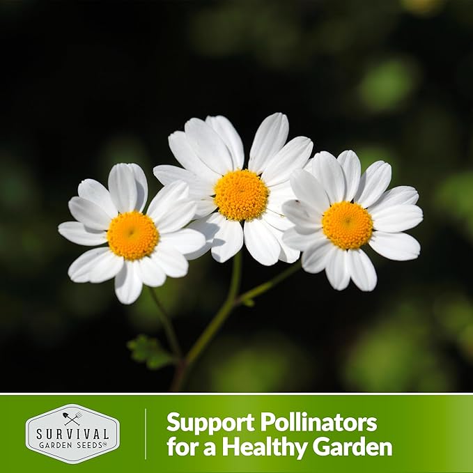Feverfew Seeds for Planting - 3 Packets with Instructions to Plant and Grow Your Own Bachelor's Buttons in Your Home Vegetable or Herb Garden - Non-GMO Heirloom Variety - Survival Garden Seeds