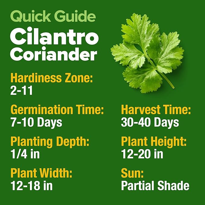 HOME GROWN π¨π¦π π£π₯ππ ππ¨π  1000+ Cilantro Seeds for Planting Indoors or Outdoors - Non-GMO Heirloom Herbs, Coriander Plant Seeds - Complete Your Herb Seeds Collection for Your Indoor Herb Garden