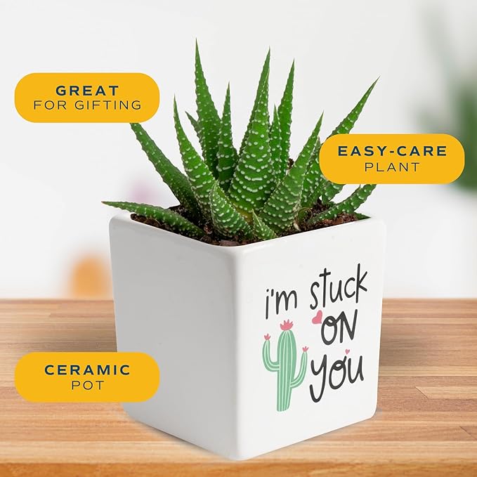Costa Farms Haworthia Live Plant, Succulent Houseplant in Cute Decor Succulents Plant Pot, Potting Soil, Live Plants Desk Décor, Birthday, Valentine's Day Gift, Small Tabletop Size, Room Décor
