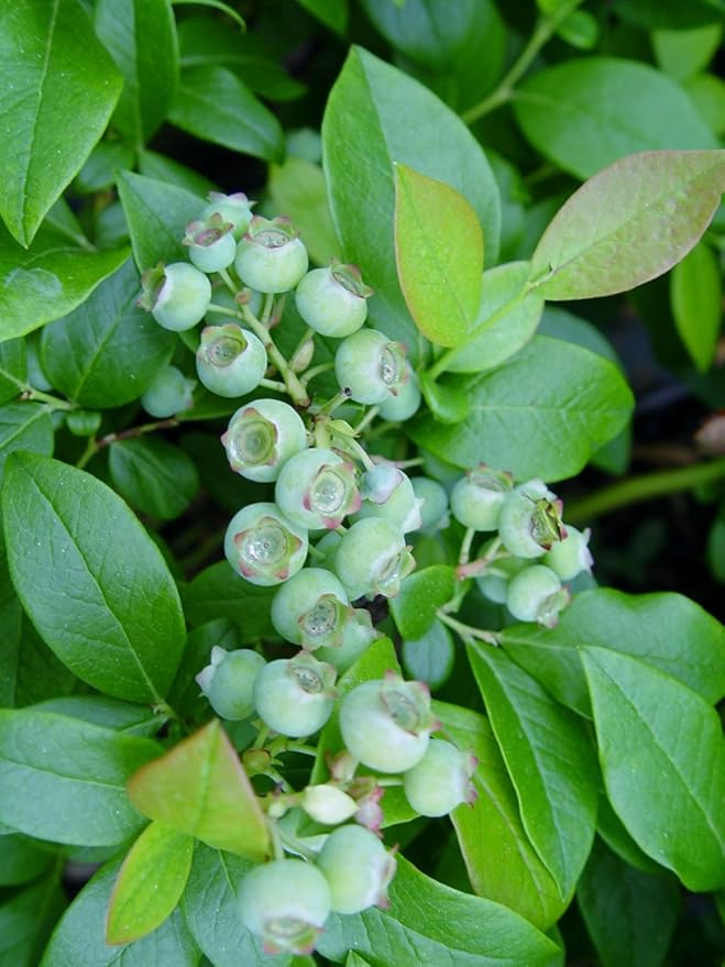 Vaccinium 'Earliblue' (HighBush Blueberry) Edible-Shrub, #2 - Size Container